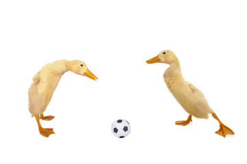Ducks
