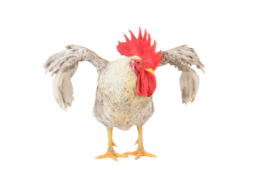 Cock Images – Browse 235,303 Stock Photos, Vectors, and Video | Adobe Stock
