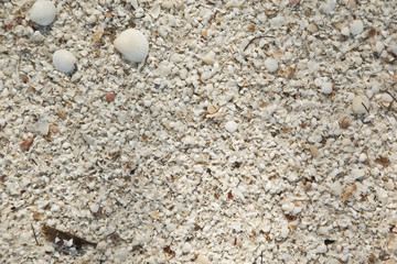Background of the seashell sand beach abstraction