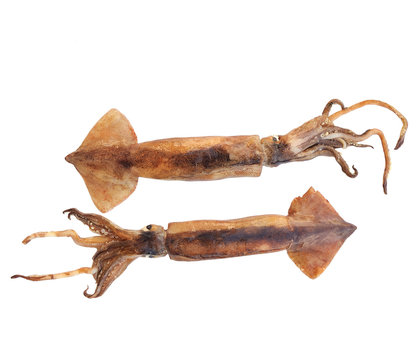 nice fresh squid isolated on white background