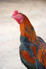 Thai cock
