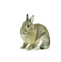 Small brown rabbit isolated on white