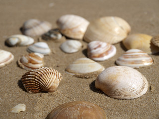 Muscheln am Strand bei Olhos du Agua