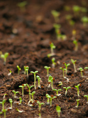 ペチュニアの発芽