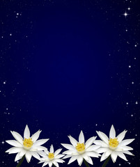 Lotus white night sky background