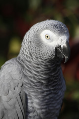 Graupapagei