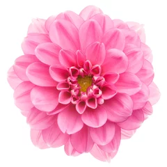 Peel and stick wall murals Dahlia Pink dahlia isolated