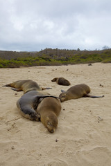 Sea lion colony