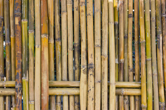 Bamboo fence.