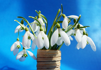 snowdrops