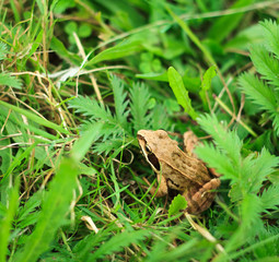 Frog in grass