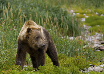 Obraz premium Küstenbraunbär wildlife Katmai/Alaska