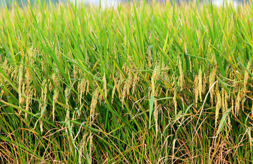 paddy rice field
