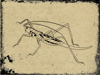Fototapeta na wymiar silhouette grasshopper on grunge background