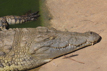 Crocodile