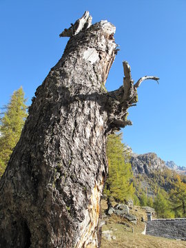 il pilo