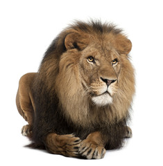 Naklejka premium Lion, Panthera leo, 8 years old, lying