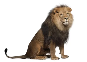 Tableaux sur verre Lion Lion, Panthera leo, 8 ans, assis