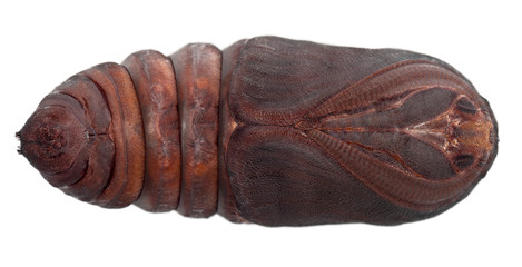 Giant Peacock Moth pupa removed from cocoon, Saturnia pyri © Eric Isselée