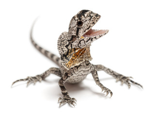 Frill-necked lizard, Chlamydosaurus kingii