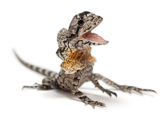 Frill-necked lizard, the frilled lizard, Chlamydosaurus kingii