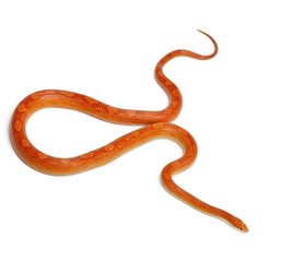 Albinos mothley Corn Snake, Pantherophis guttatus