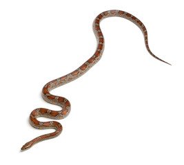 Miami Corn Snake or Red Rat Snake, Pantherophis guttatus