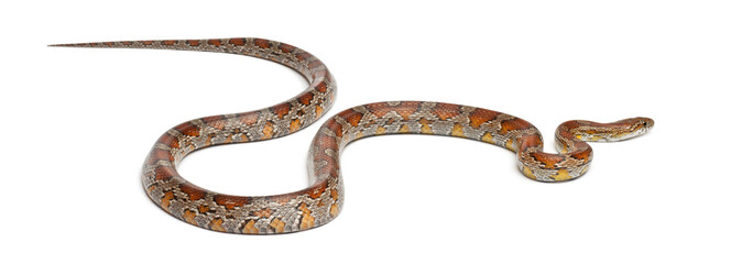 Obraz premium Miami Corn Snake or Red Rat Snake, Pantherophis guttatus