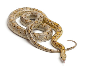 Amber Corn Snake, Pantherophis guttatus