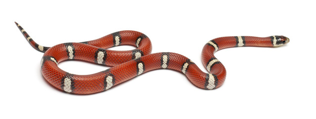 Milk snake or milksnake, Lampropeltis triangulum nelsoni