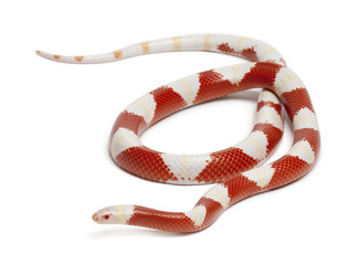 Albinos milk snake or milksnake, Lampropeltis triangulum nelsoni