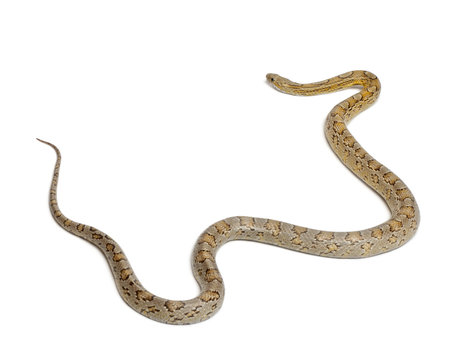 Amber Corn Snake, Pantherophis guttatus