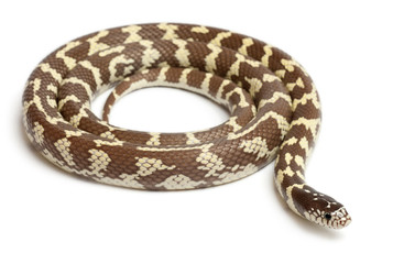 Banana eastern kingsnake, Lampropeltis getula californiae