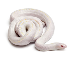 Snow eastern kingsnake , Lampropeltis getula californiae