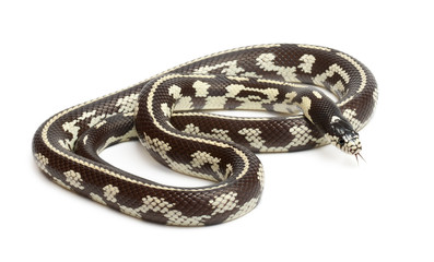 Abberant eastern kingsnake or common kingsnake