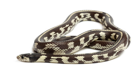 Abberant eastern kingsnake, Lampropeltis getula californiae