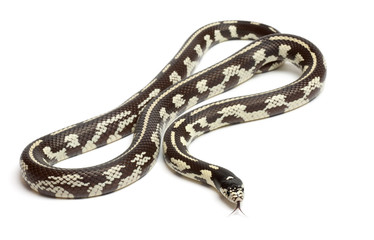 Abberant eastern kingsnake, Lampropeltis getula californiae