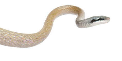 Beauty Rat Snake, Orthriophis taeniurus ridleyi