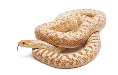 Albinos Pacific gopher snake or coast gopher snake