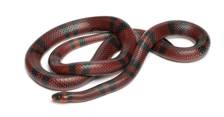 Obraz premium Tangerine Honduran milk snake, in front of white background