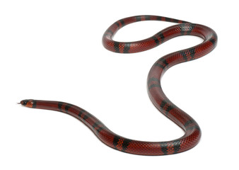 Tangerine Honduran milk snake