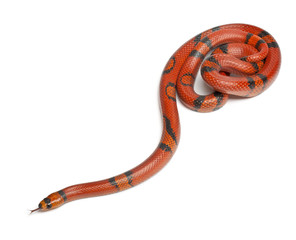 Hypomelanistique Honduran milk snake