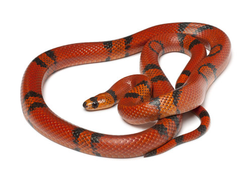 Hypomelanistique Honduran milk snake