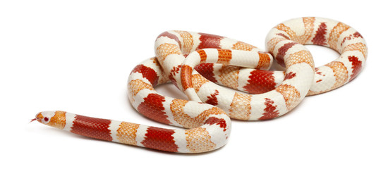 Fototapeta premium Albinos Honduran milk snake, Lampropeltis triangulum hondurensis