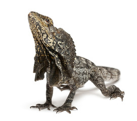 Frill-necked lizard, Chlamydosaurus kingii