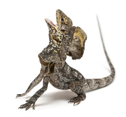 Frill-necked lizard, Chlamydosaurus kingii