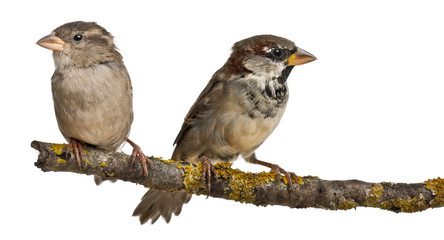 Male and Female House Sparrow, 4 months old, on a branch