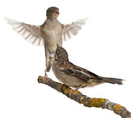 Male and Female House Sparrow, 4 months old, on a branch