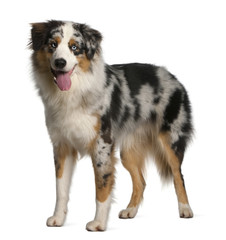 Australian Shepherd dog, 12 months old, standing