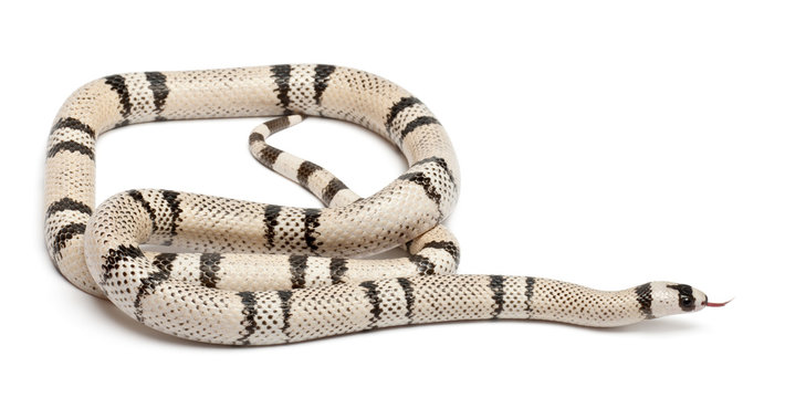 Ghost Honduran milk snake, Lampropeltis triangulum hondurensis